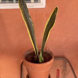 Plant