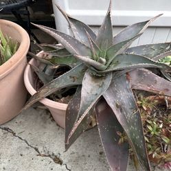 Large Aloe Vera Succulent Plant In Plastic Pot