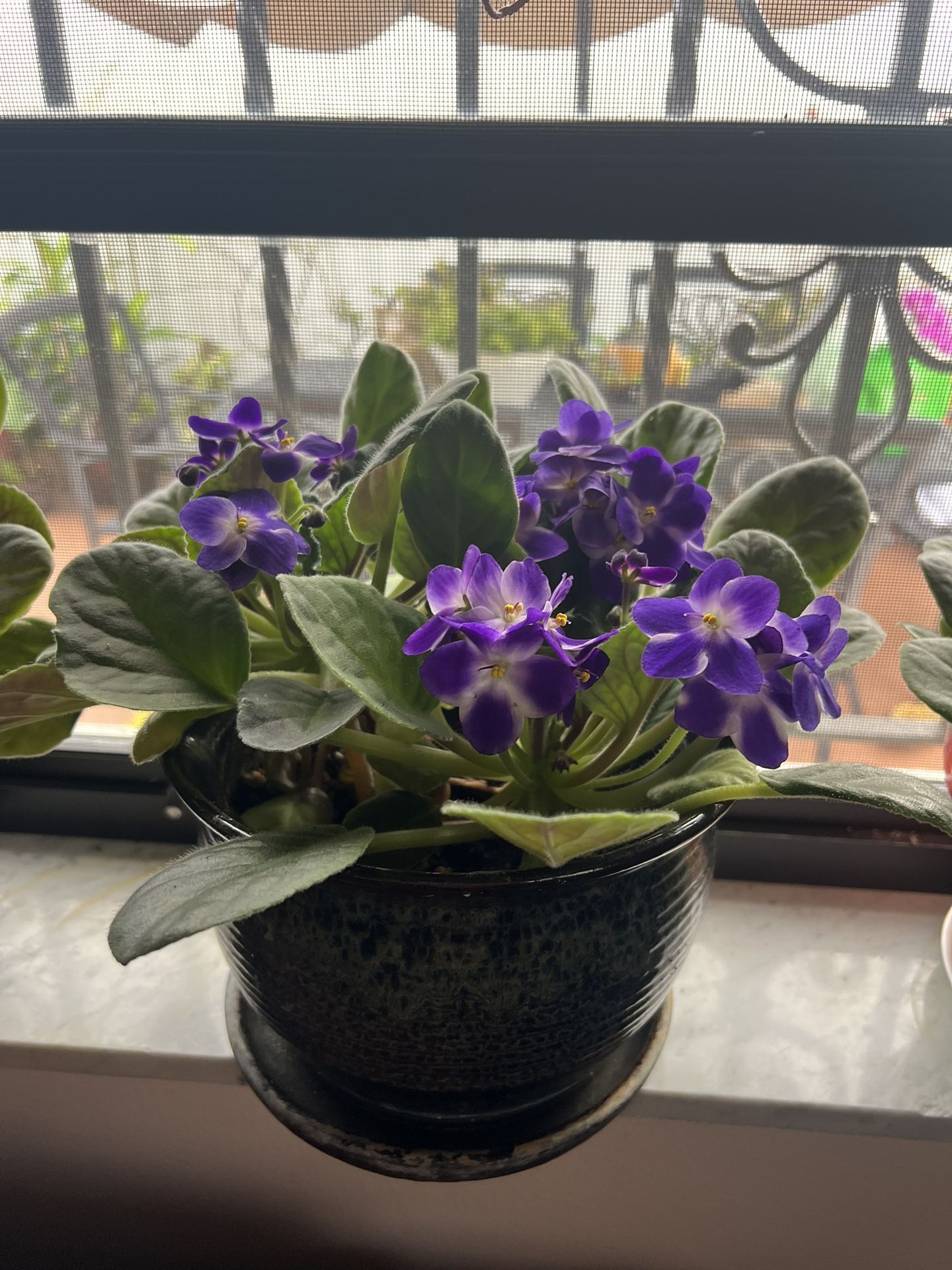 AFRICAN VIOLET  FLOWERING WITH CLAY POT