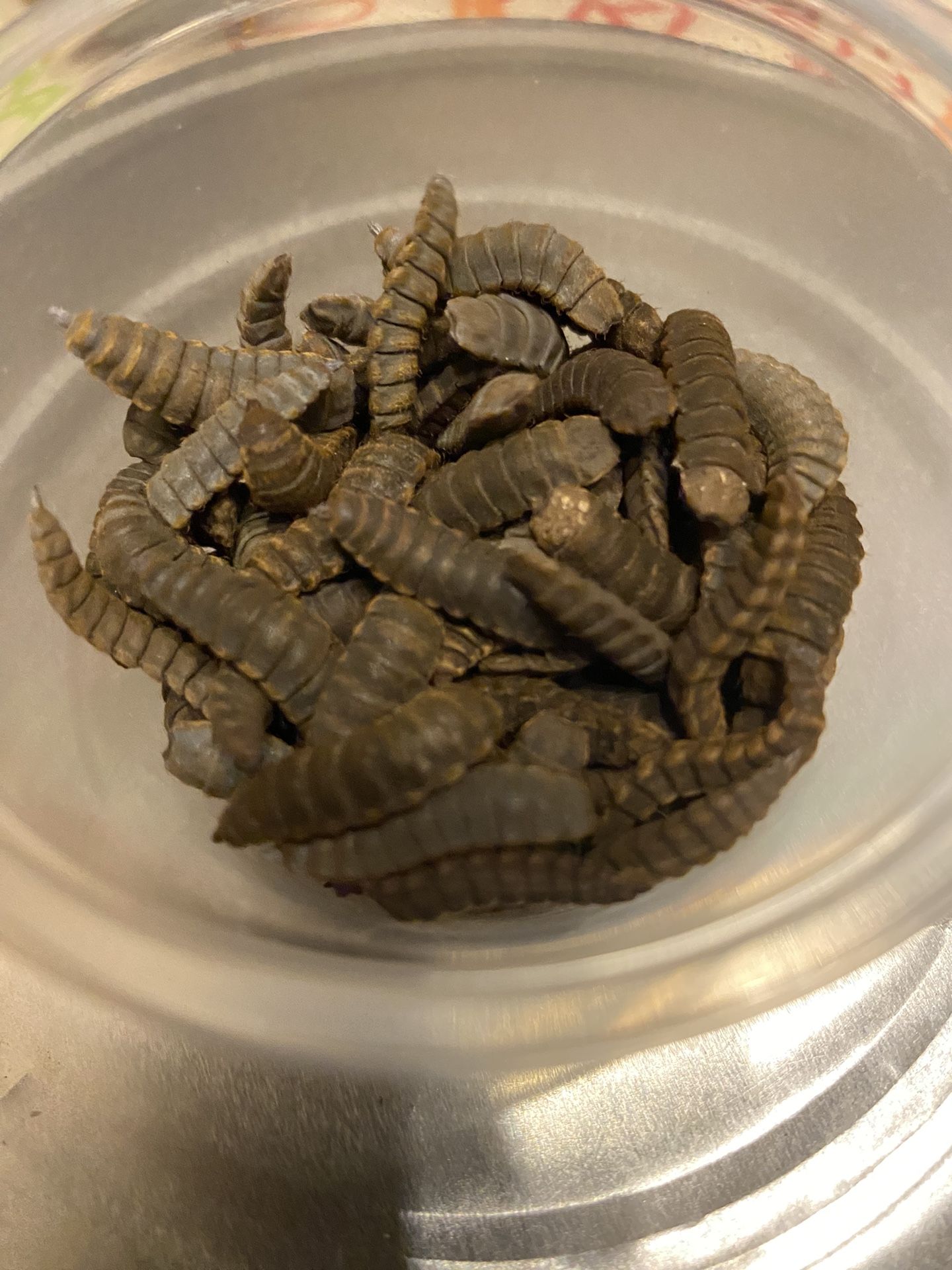 Black Soldier Fly Larvae Grubs