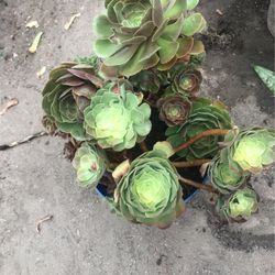 Aeuniums Plants