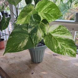 Hawaiian Golden Potho Plant