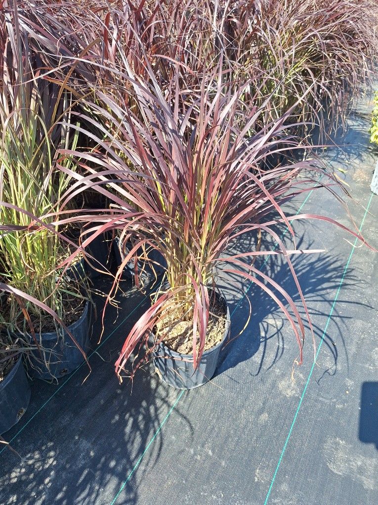 Purple Fountain Grass