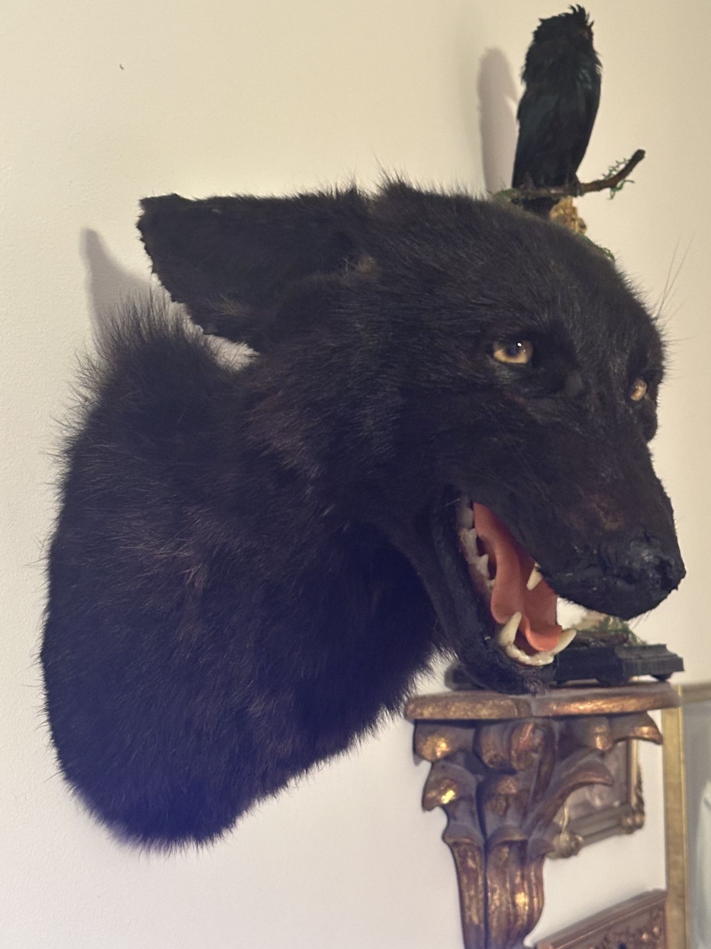 Taxidermy Black Coyote Mount Oddities Decor