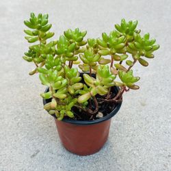 Succulents plants 🪴