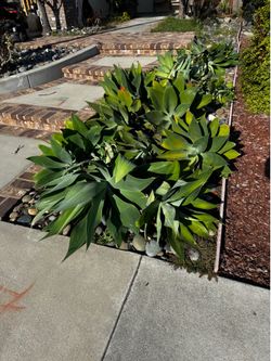 Free agave plants