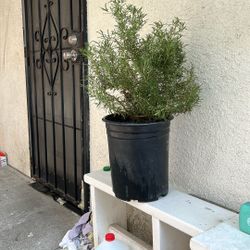 Rose Mary ( Duarte, California)$19-