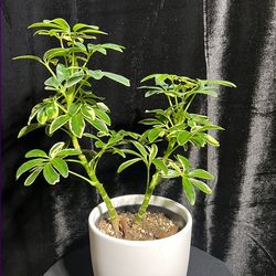 Moondrop Umbrella Tree – Schefflera  Moondrop Variegated