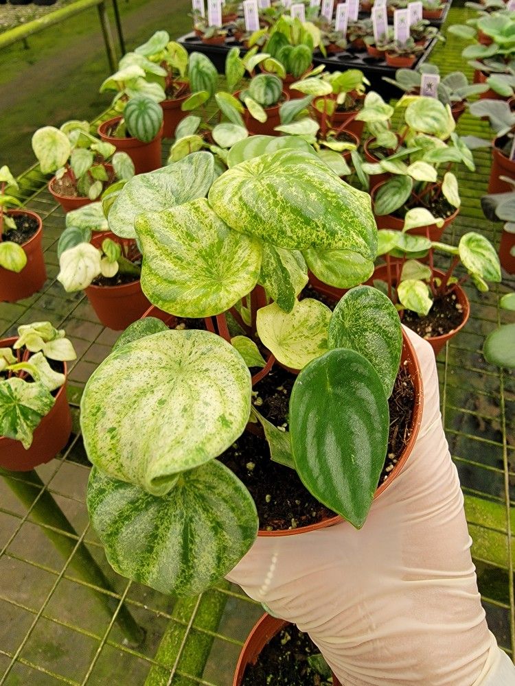 variegated peperomia watermelon plant 4" pot