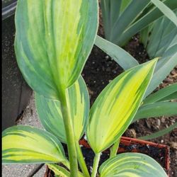 Hosta Plants