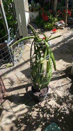 Plant