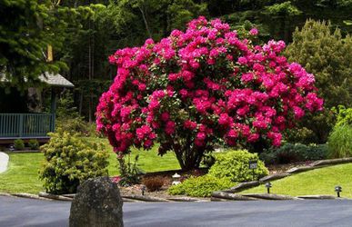 ‘Cynthia’ Rhododendron Bushes —
