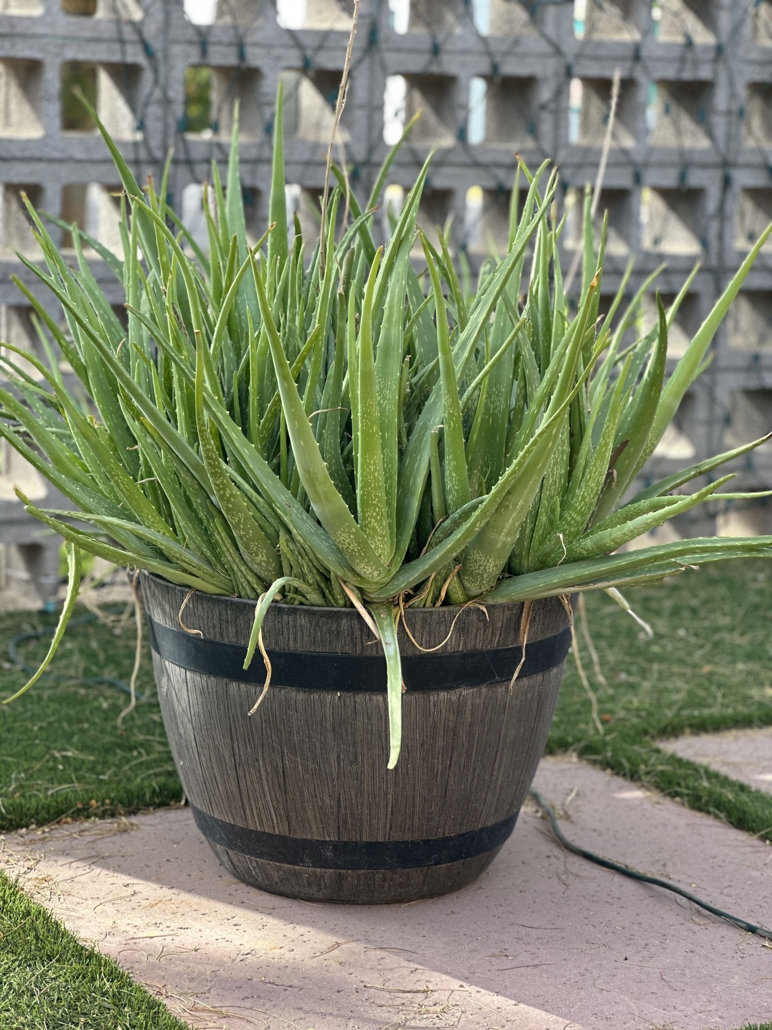 Giant Aloe In 25 Gallon Barrel