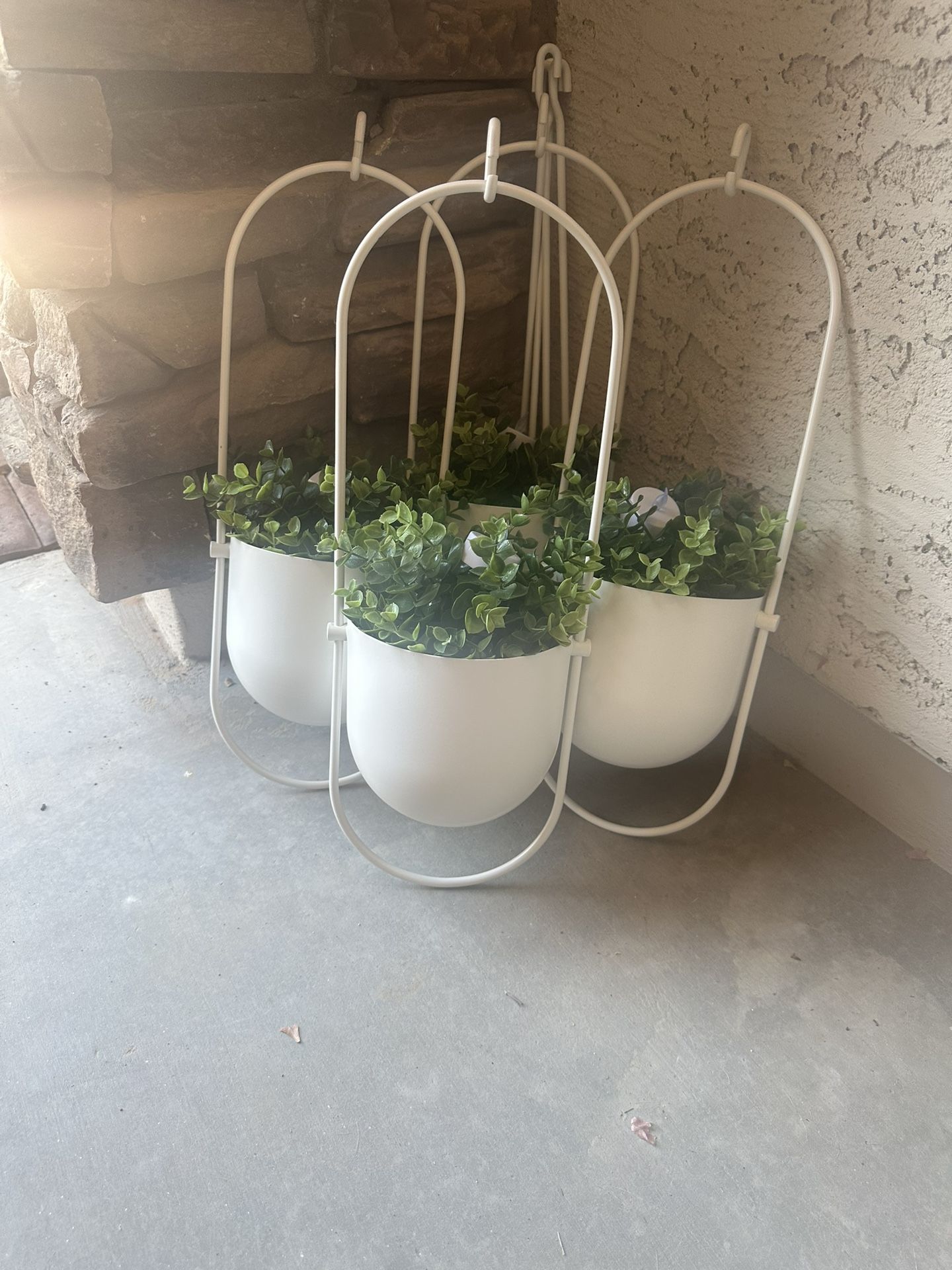 Hanging Plants
