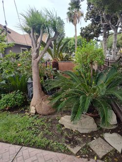 Sego palm