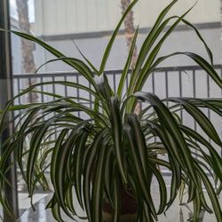 Spider Plant