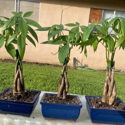 Bonsai Money Tree In 8 Inch Wide Blue Bonsai Pot $35  Each