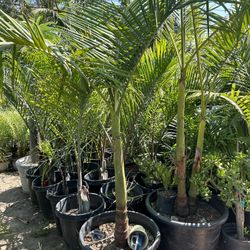 King Palm Tree