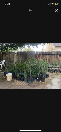 Fruit trees