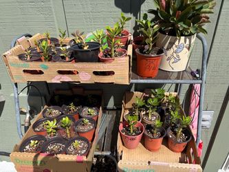 Desert Rose and Buddha Belly seedlings