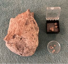 Crinoid "Feather Stars" Fossilized Columnal Segments Matrix Rock