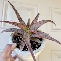 Aloe ‘Pink Blush’ in Heavy Ceramic Pot — Drainage Hole