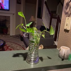 Real Beautiful Plant 