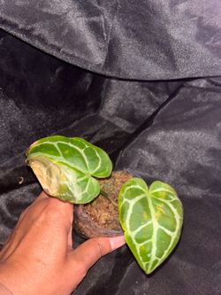 Anthurium Crystallinum rooted cutting