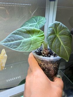 Maharani alocasia CORMS