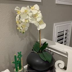 Orchid Flowers Pot Big Black Cream Ivory $40