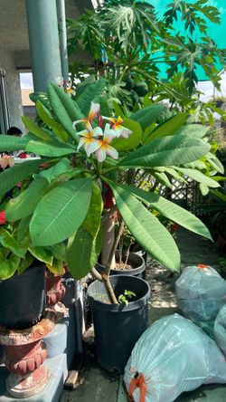 Plumeria arcoíris