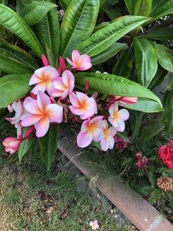 Plumeria Cuttings For You To Plant 6 Feet Pieces 5 And 7 Dollars  And 10 Feet Pieces 10 Dollars  Serious Buyers Only