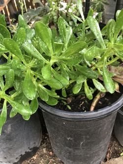 Succulent medium size