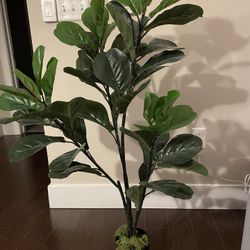 Fiddle Leaf Tree