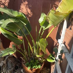 Giant Bird Of Paradise