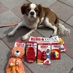 Small Dog Bundle (DOG NOT INCLUDED)