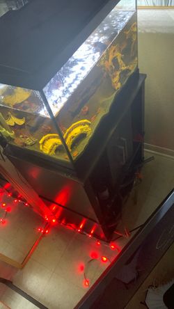 Fish Tank