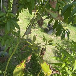Aguacate