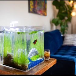 NoClean 5 Gallon Fish Tank With Accessories 