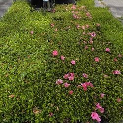 Discount Plants For Sale - Cuttings & Liners