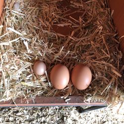 Pasture Raised Eggs (delivered)