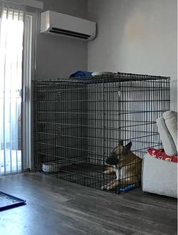 54 in dog kennel