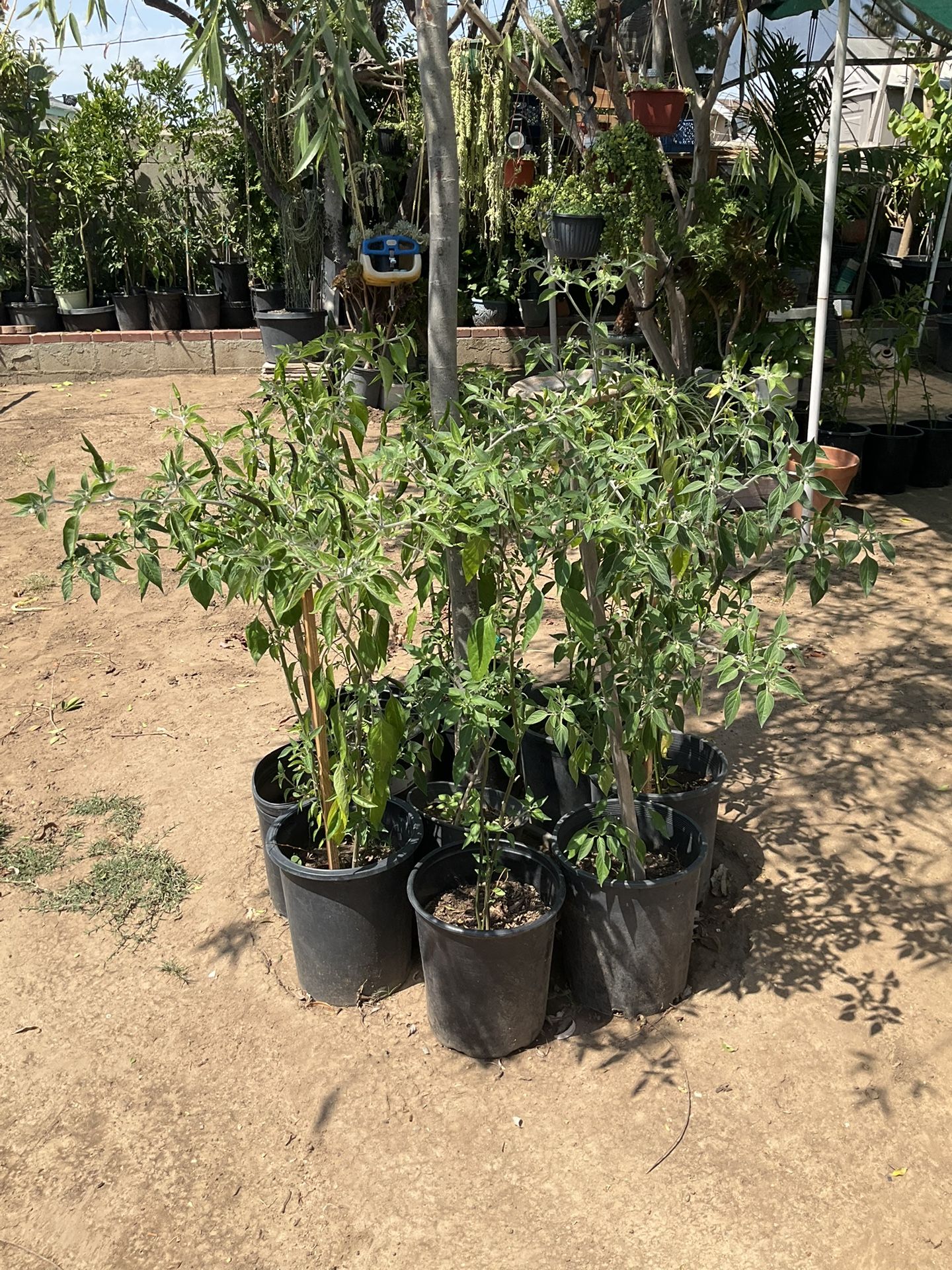 Chili Pepper Trees / Matas De Chiles