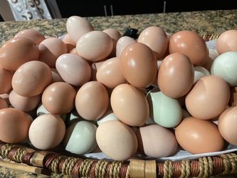 Organic Eggs
