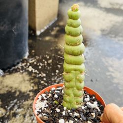 Eulychina Spiral Cactus 