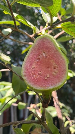 árbol de guayaba