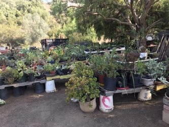 SUCCULENTS, CACTI and PLANTS