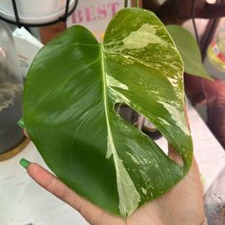 Variegated monstera Cutting