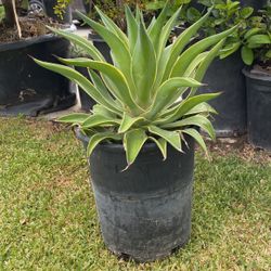 Agave Plant 