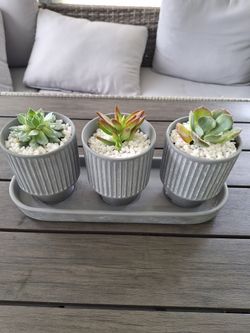 Live Succulent Plants